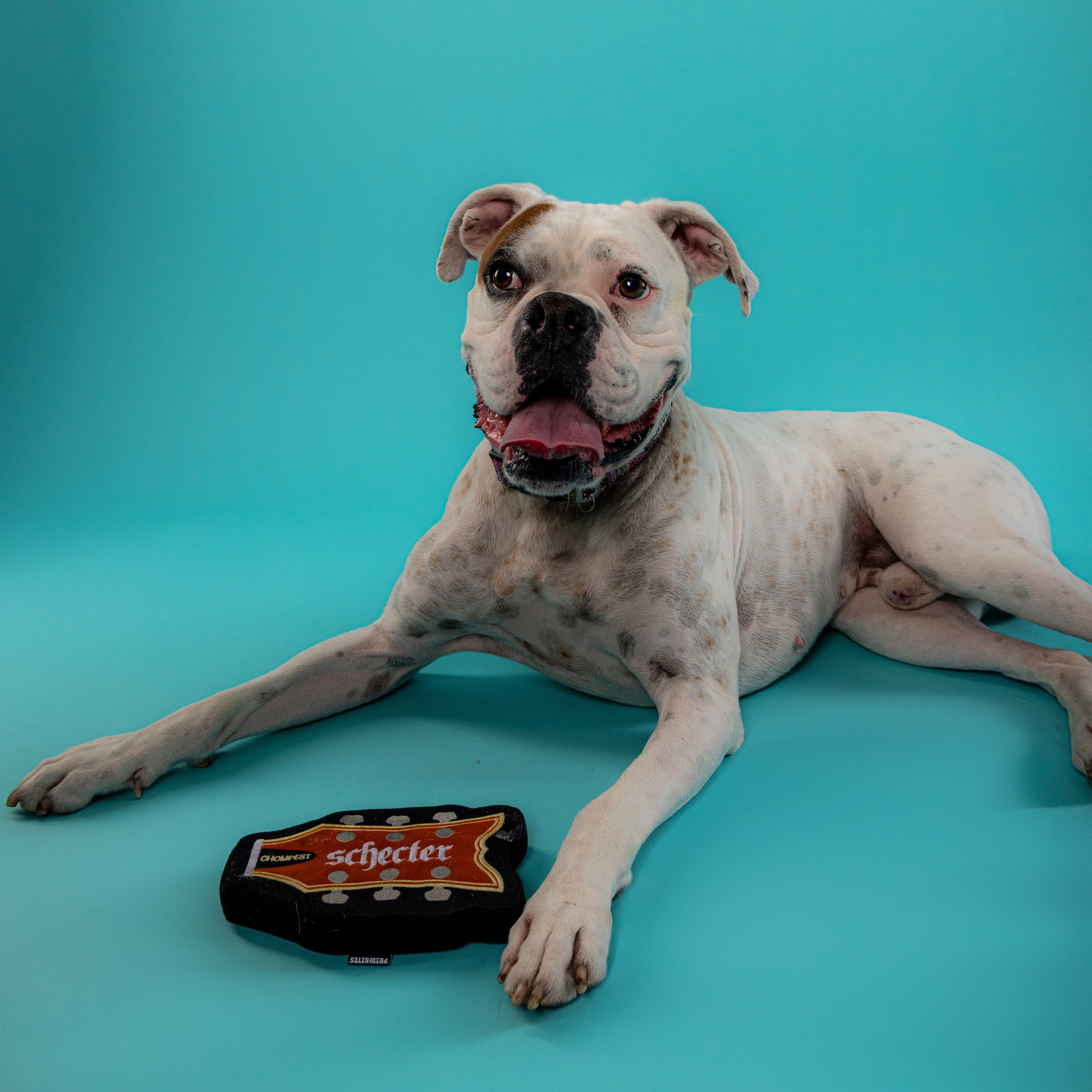 Chompest Dog Toy
