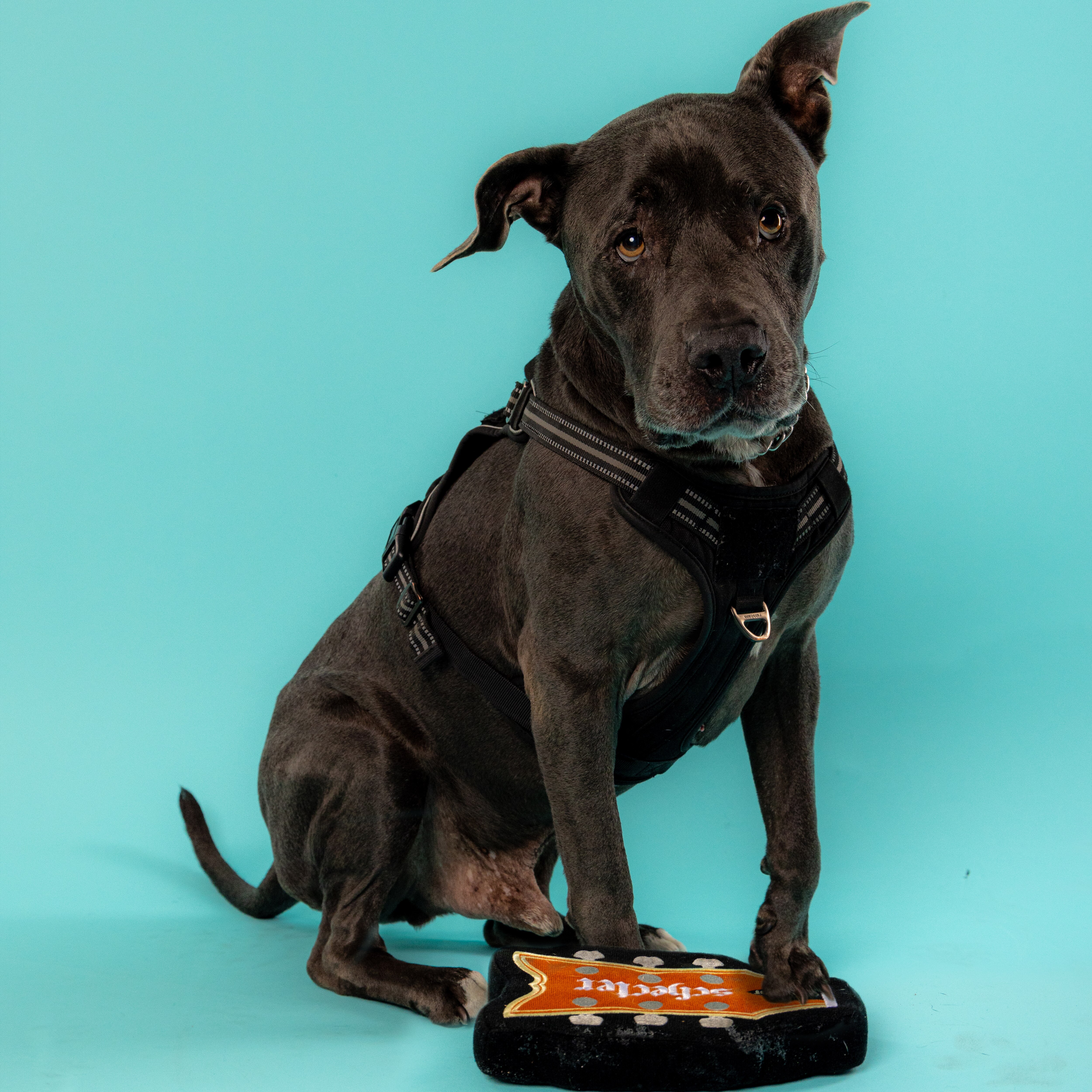 Chompest Dog Toy