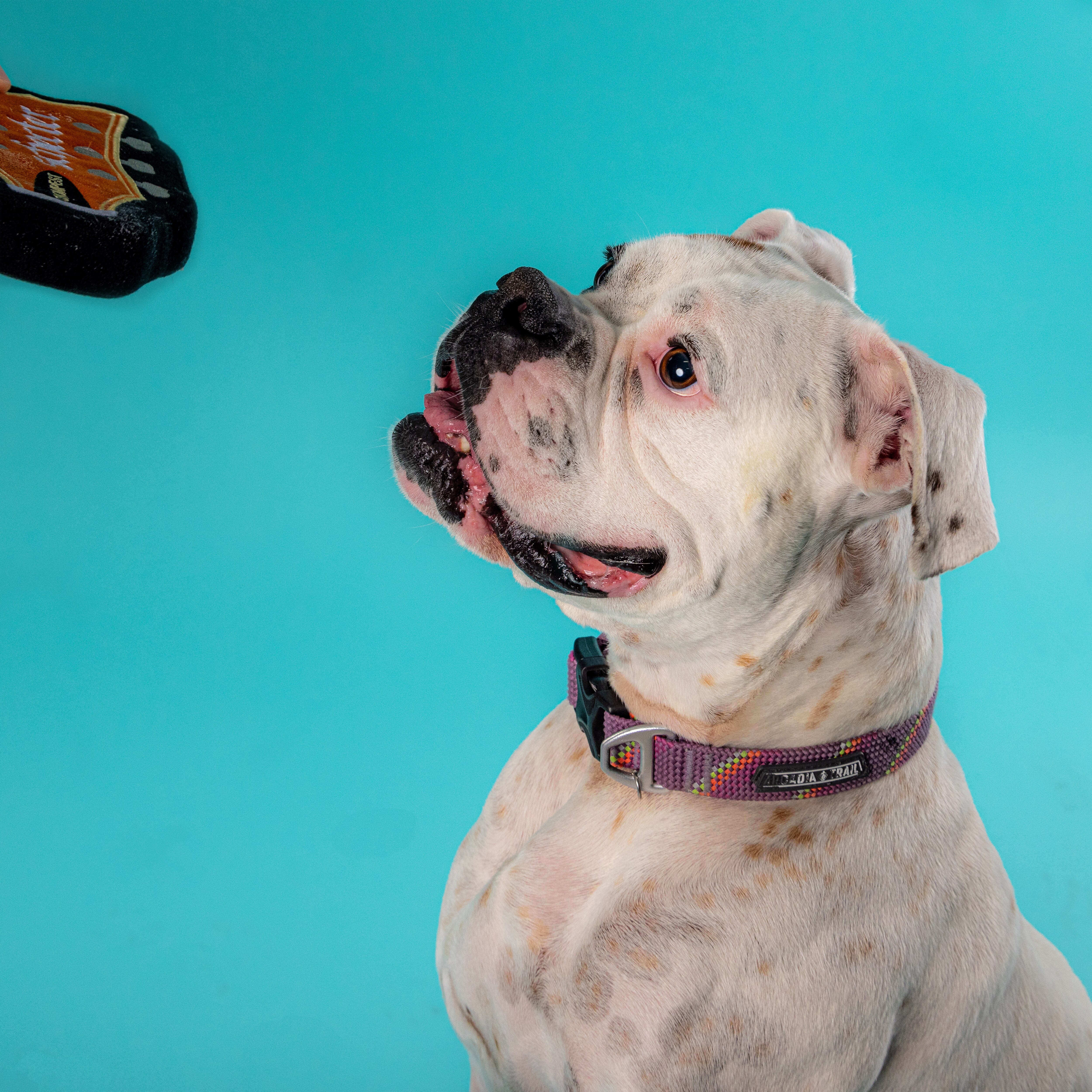 Chompest Dog Toy