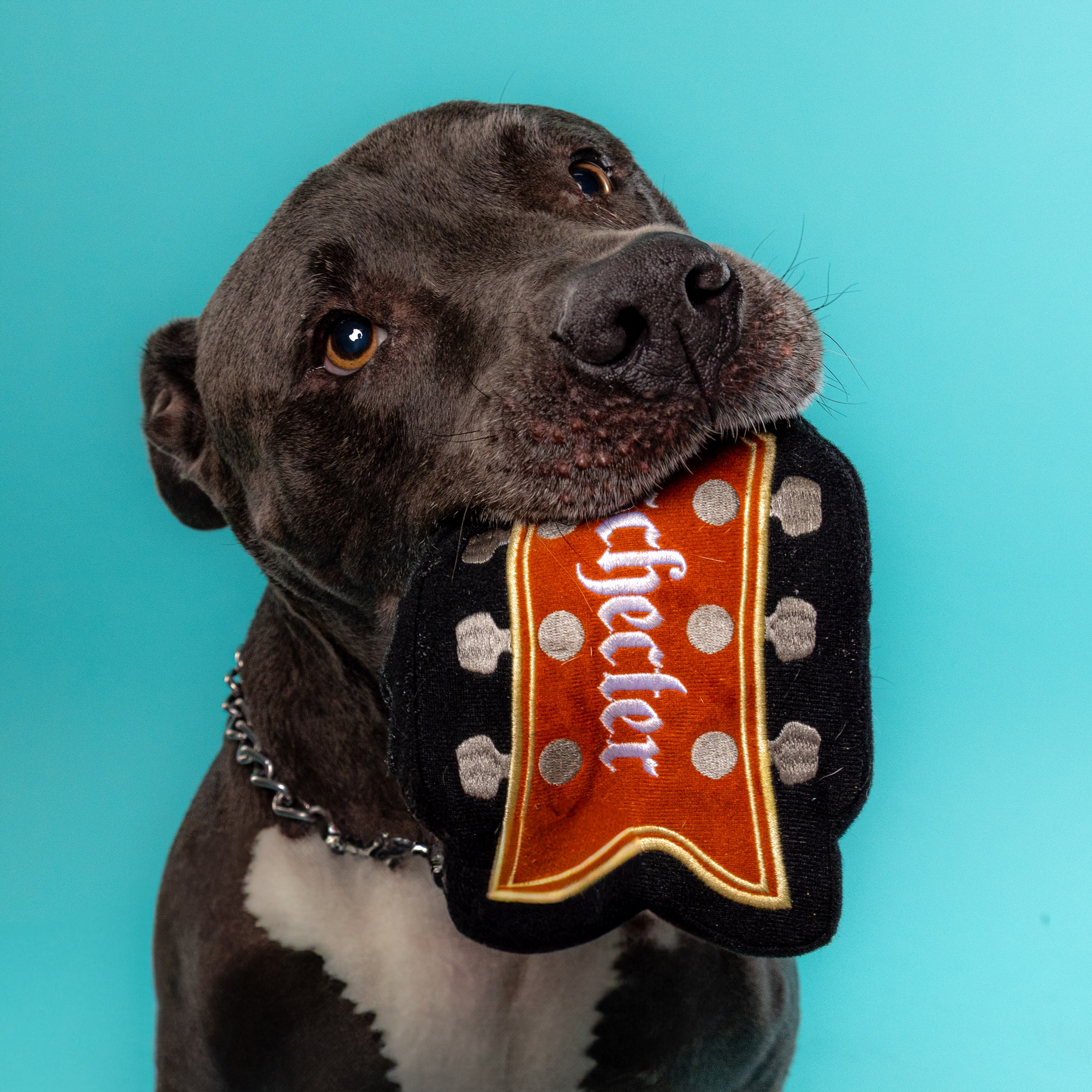 Chompest Dog Toy