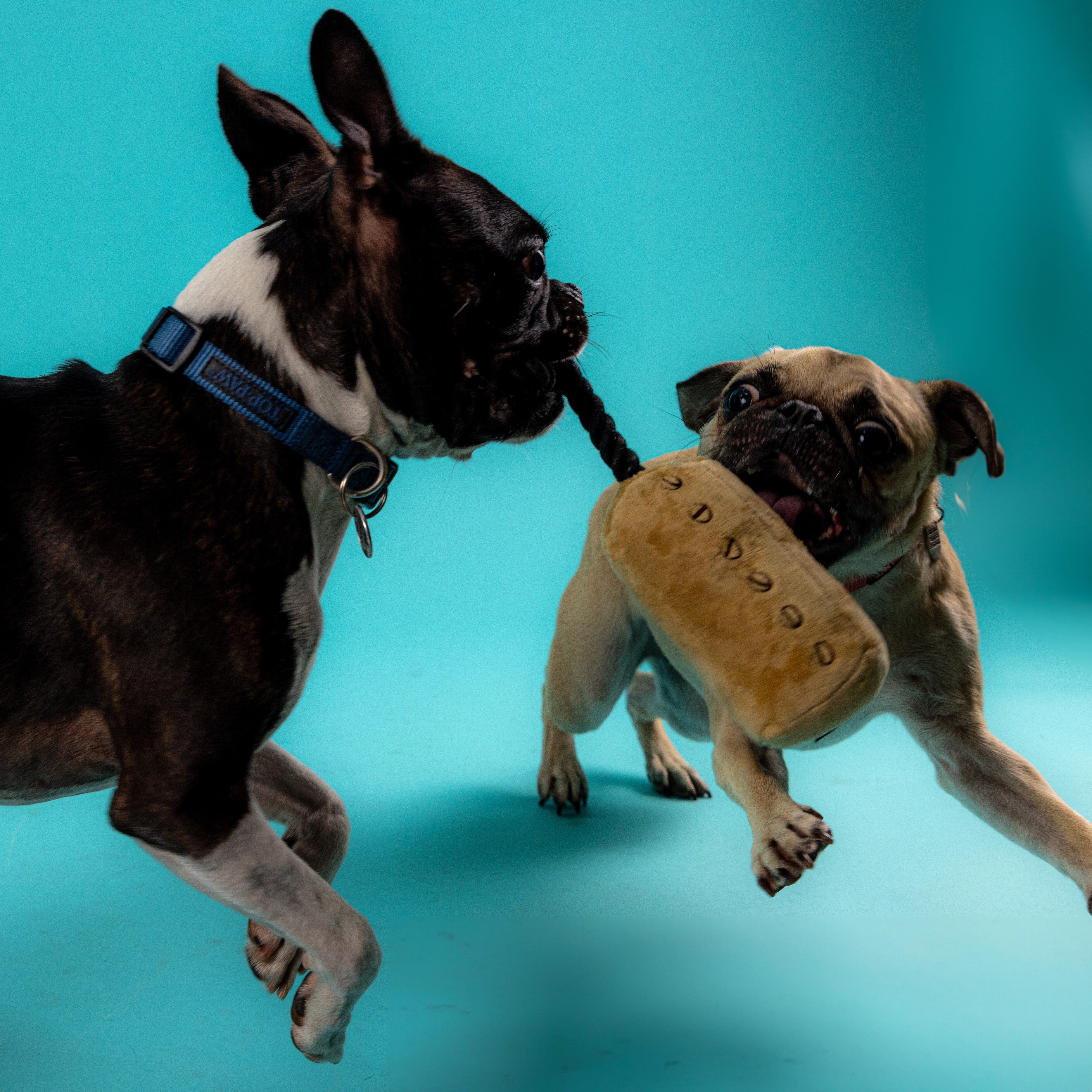 Humbarker Dog Toy