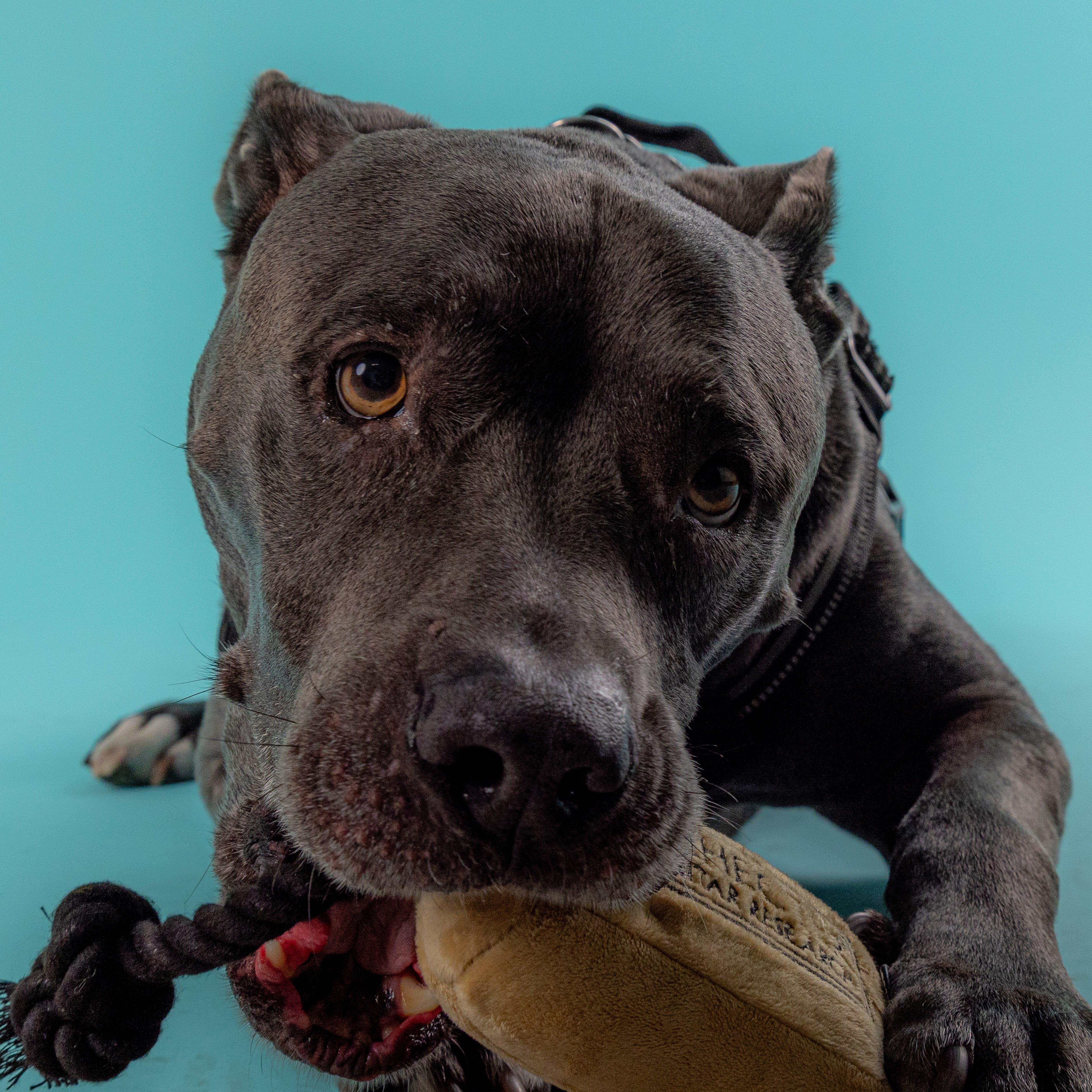 Humbarker Dog Toy