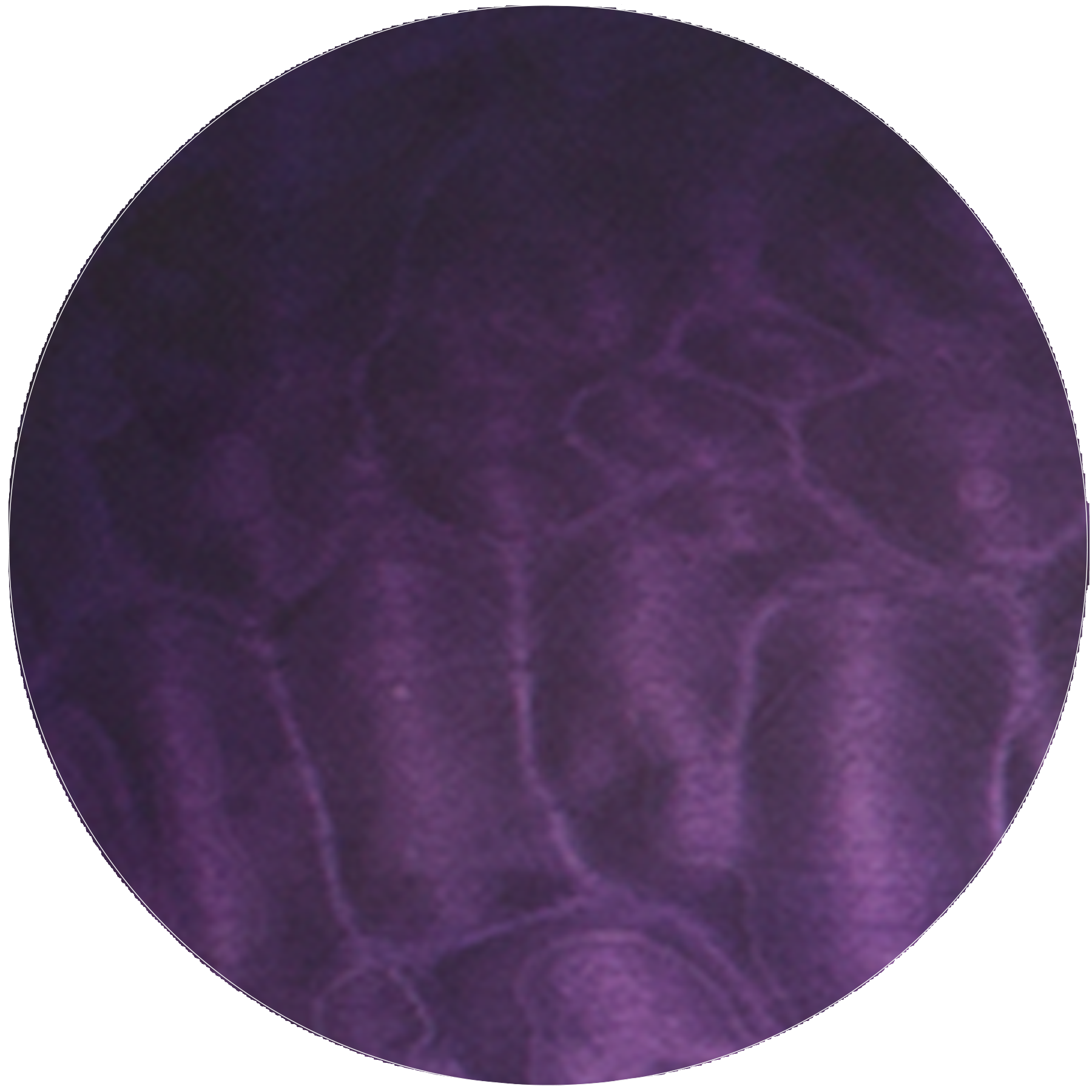 Satin Purple Burst