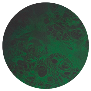Toxic Smoke Green (TSG)