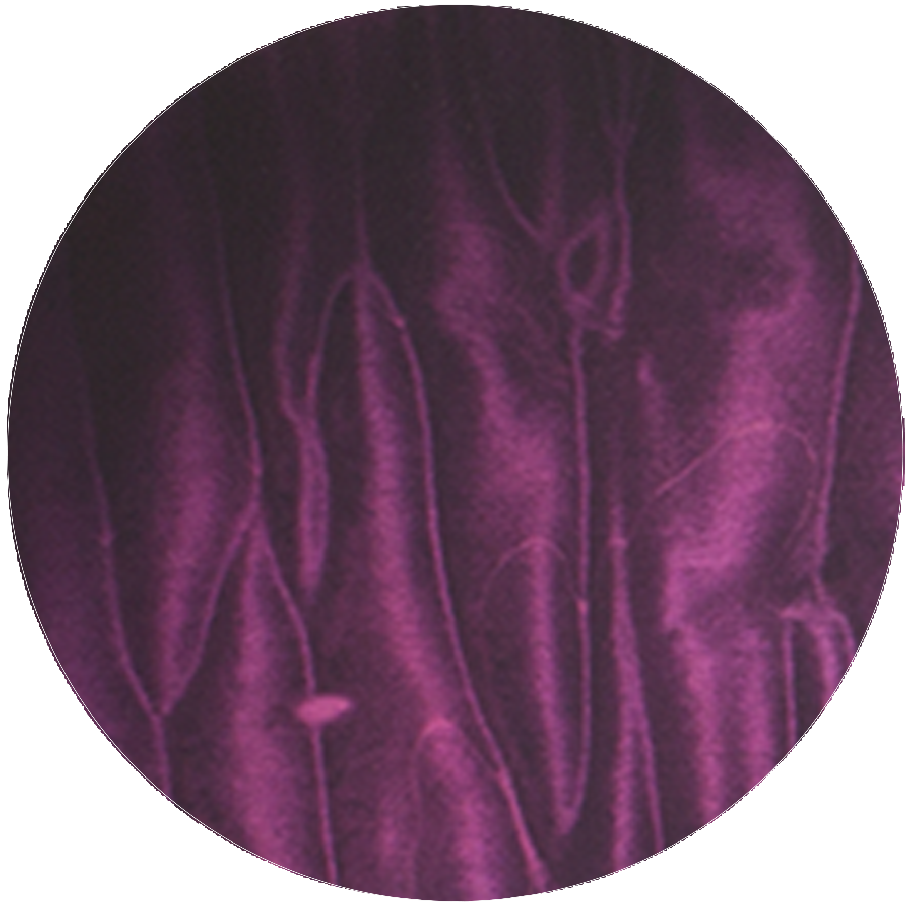 Transparent Purple Burst